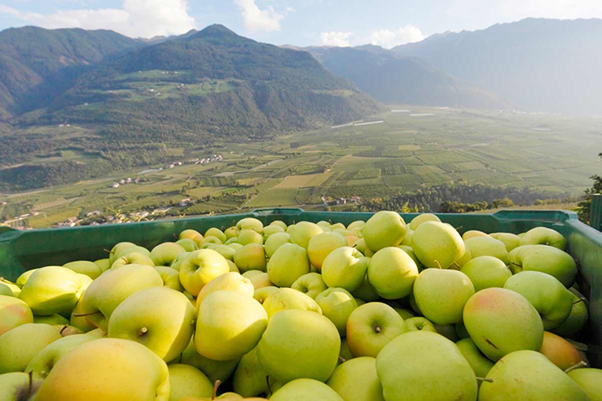 Il paradiso delle mele in Val Venosta