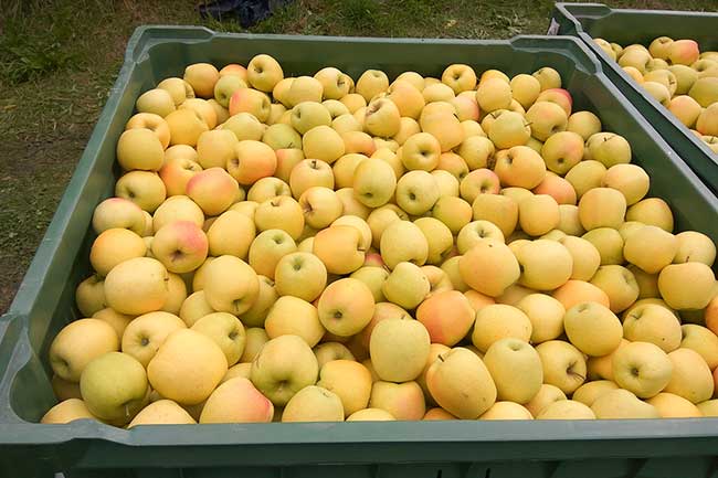 La raccolta della mela qualità golden delicious 