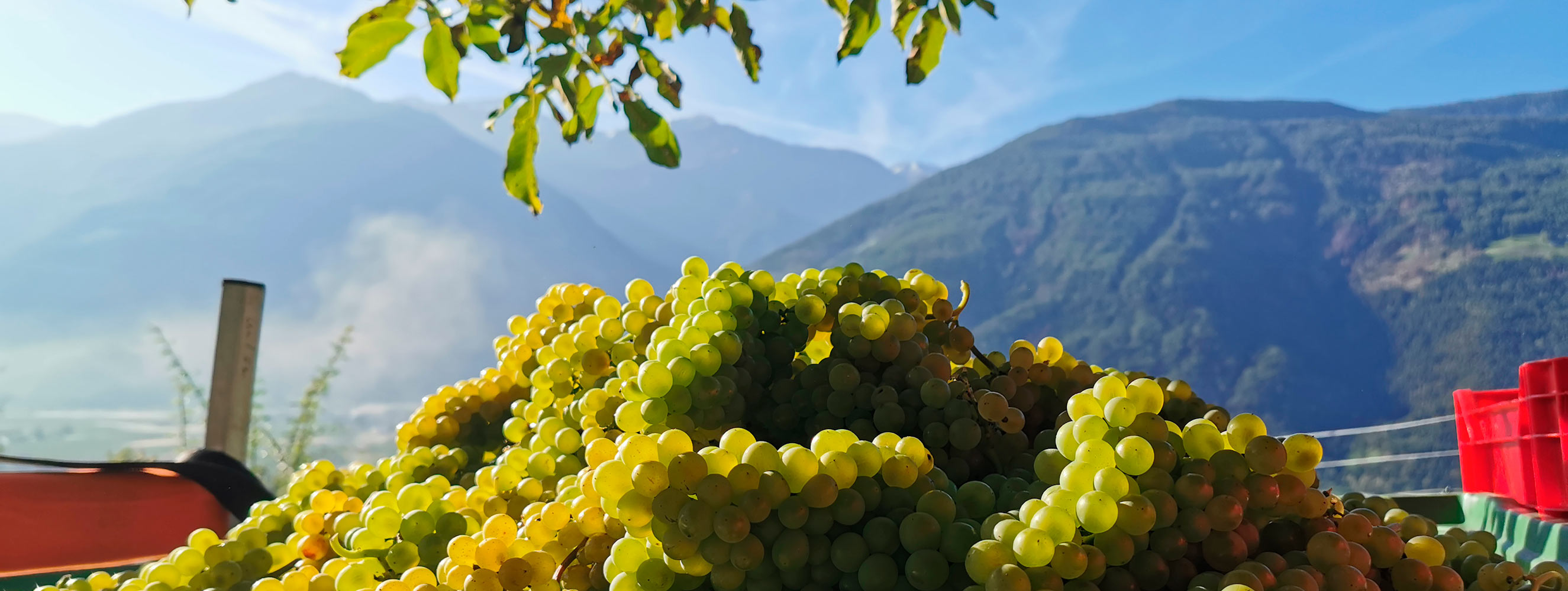 Unsere Weine - Bertollhof